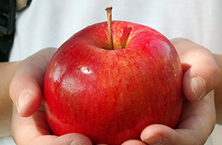 Apple in a student's hand